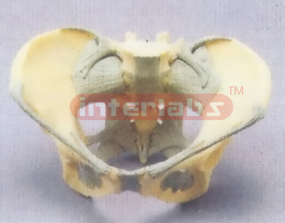 FEMALE PELVIS, LIGAMENTED